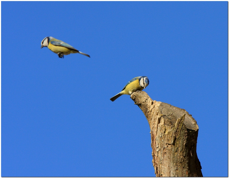 Avifauna humor